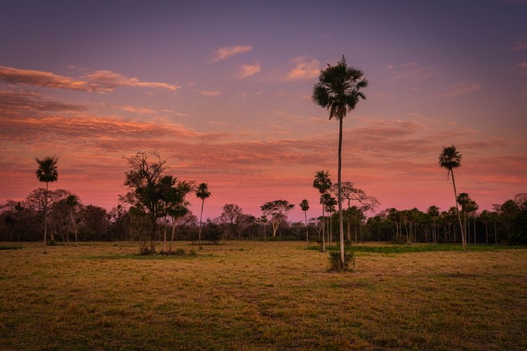 124 Zuid Pantanal.jpg